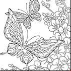 Dessin antistress, des fleurs et des papillons et des fleurs