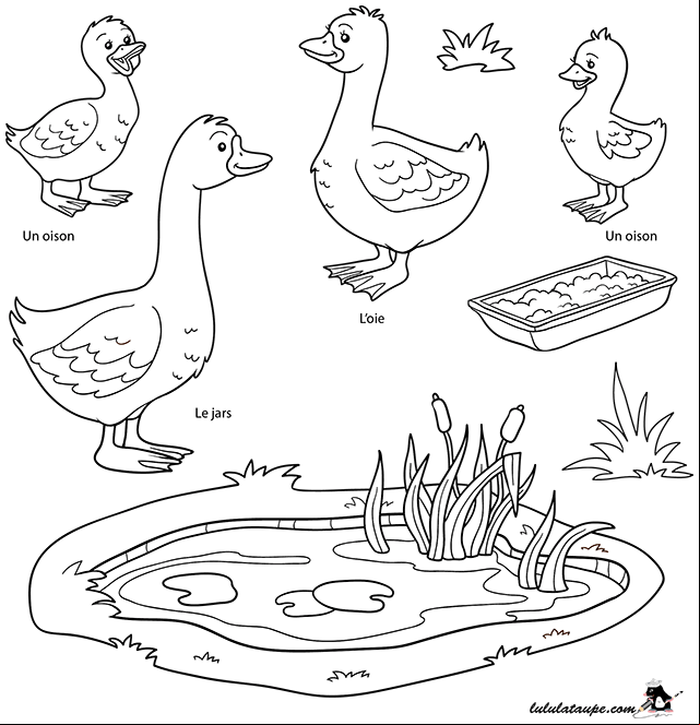 Dessin gratuit à colorier : une oie, un jars, des oisons